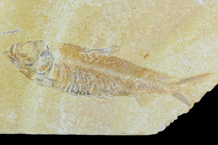 Detailed Fossil Fish (Knightia) - Wyoming #119993